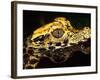 African Dwarf Crocodile Hatchlings, Native to Africa-David Northcott-Framed Photographic Print