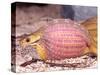 African Egg Eating Snake, Native to Eastern Africa-David Northcott-Stretched Canvas