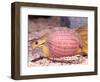 African Egg Eating Snake, Native to Eastern Africa-David Northcott-Framed Photographic Print