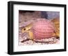 African Egg Eating Snake, Native to Eastern Africa-David Northcott-Framed Photographic Print