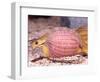 African Egg Eating Snake, Native to Eastern Africa-David Northcott-Framed Photographic Print