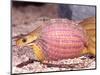 African Egg Eating Snake, Native to Eastern Africa-David Northcott-Mounted Photographic Print