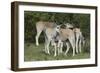 African Eland 10-Bob Langrish-Framed Premium Photographic Print