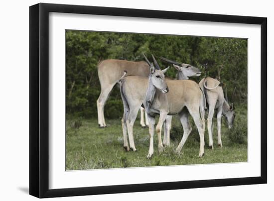 African Eland 10-Bob Langrish-Framed Premium Photographic Print