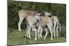 African Eland 10-Bob Langrish-Mounted Premium Photographic Print