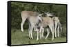 African Eland 10-Bob Langrish-Framed Stretched Canvas