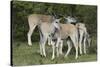 African Eland 10-Bob Langrish-Stretched Canvas