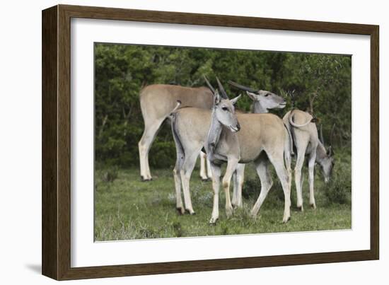 African Eland 10-Bob Langrish-Framed Photographic Print