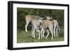 African Eland 10-Bob Langrish-Framed Photographic Print