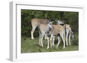 African Eland 10-Bob Langrish-Framed Photographic Print