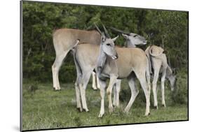 African Eland 10-Bob Langrish-Mounted Photographic Print