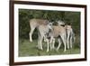 African Eland 10-Bob Langrish-Framed Photographic Print