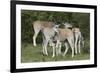 African Eland 10-Bob Langrish-Framed Photographic Print