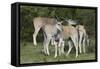 African Eland 10-Bob Langrish-Framed Stretched Canvas