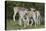 African Eland 10-Bob Langrish-Stretched Canvas