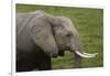 African elephant, Amboseli National Park, Kenya.-Sergio Pitamitz-Framed Photographic Print