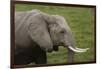 African elephant, Amboseli National Park, Kenya.-Sergio Pitamitz-Framed Photographic Print