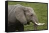 African elephant, Amboseli National Park, Kenya.-Sergio Pitamitz-Framed Stretched Canvas