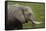 African elephant, Amboseli National Park, Kenya.-Sergio Pitamitz-Framed Stretched Canvas