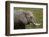 African elephant, Amboseli National Park, Kenya.-Sergio Pitamitz-Framed Photographic Print