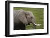 African elephant, Amboseli National Park, Kenya.-Sergio Pitamitz-Framed Photographic Print