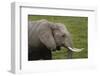 African elephant, Amboseli National Park, Kenya.-Sergio Pitamitz-Framed Photographic Print