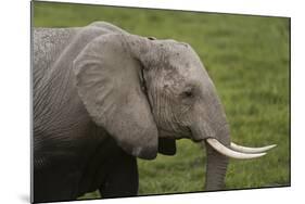 African elephant, Amboseli National Park, Kenya.-Sergio Pitamitz-Mounted Photographic Print