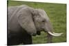 African elephant, Amboseli National Park, Kenya.-Sergio Pitamitz-Stretched Canvas