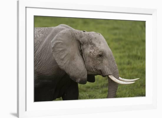 African elephant, Amboseli National Park, Kenya.-Sergio Pitamitz-Framed Photographic Print