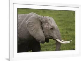 African elephant, Amboseli National Park, Kenya.-Sergio Pitamitz-Framed Photographic Print