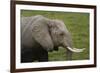 African elephant, Amboseli National Park, Kenya.-Sergio Pitamitz-Framed Photographic Print