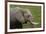 African elephant, Amboseli National Park, Kenya.-Sergio Pitamitz-Framed Photographic Print