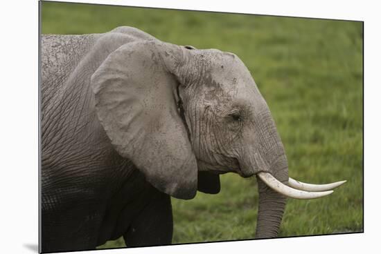 African elephant, Amboseli National Park, Kenya.-Sergio Pitamitz-Mounted Photographic Print