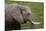 African elephant, Amboseli National Park, Kenya.-Sergio Pitamitz-Mounted Photographic Print