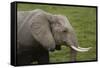 African elephant, Amboseli National Park, Kenya.-Sergio Pitamitz-Framed Stretched Canvas