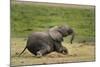 African elephant, Amboseli National Park, Kenya.-Sergio Pitamitz-Mounted Photographic Print