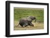 African elephant, Amboseli National Park, Kenya.-Sergio Pitamitz-Framed Photographic Print