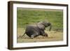 African elephant, Amboseli National Park, Kenya.-Sergio Pitamitz-Framed Photographic Print