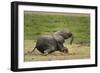 African elephant, Amboseli National Park, Kenya.-Sergio Pitamitz-Framed Photographic Print