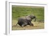 African elephant, Amboseli National Park, Kenya.-Sergio Pitamitz-Framed Photographic Print