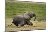 African elephant, Amboseli National Park, Kenya.-Sergio Pitamitz-Mounted Photographic Print