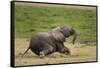 African elephant, Amboseli National Park, Kenya.-Sergio Pitamitz-Framed Stretched Canvas