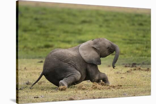 African elephant, Amboseli National Park, Kenya.-Sergio Pitamitz-Stretched Canvas