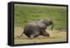 African elephant, Amboseli National Park, Kenya.-Sergio Pitamitz-Framed Stretched Canvas