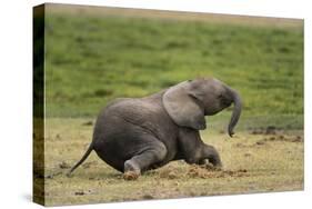 African elephant, Amboseli National Park, Kenya.-Sergio Pitamitz-Stretched Canvas