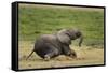 African elephant, Amboseli National Park, Kenya.-Sergio Pitamitz-Framed Stretched Canvas