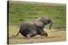 African elephant, Amboseli National Park, Kenya.-Sergio Pitamitz-Stretched Canvas