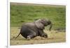 African elephant, Amboseli National Park, Kenya.-Sergio Pitamitz-Framed Photographic Print