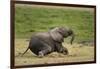 African elephant, Amboseli National Park, Kenya.-Sergio Pitamitz-Framed Photographic Print