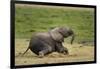 African elephant, Amboseli National Park, Kenya.-Sergio Pitamitz-Framed Photographic Print